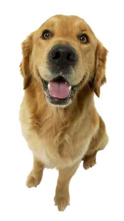 dog leash 2012 online